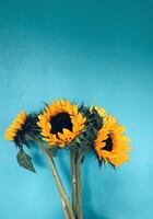 four-sunflowers-in-bloom-on-teal-surface-1550618.jpg